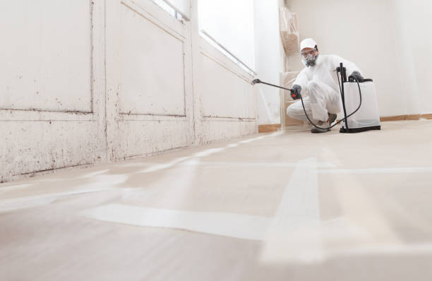 24/7 Emergency Black Mold Remediation experts in Mattapan, MA