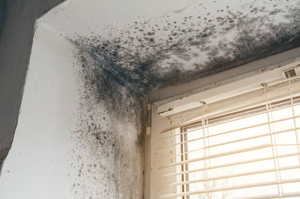 Affordable Black Mold Remediation solutions in Mattapan, MA
